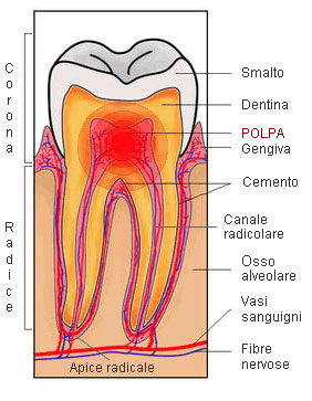 studio-dentistico-magenta-esseti-88-endodonzia-01